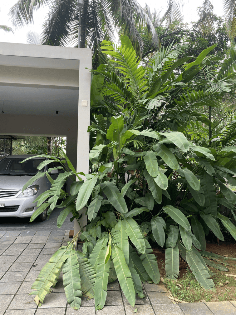 Silin Thamarassery gallery 11