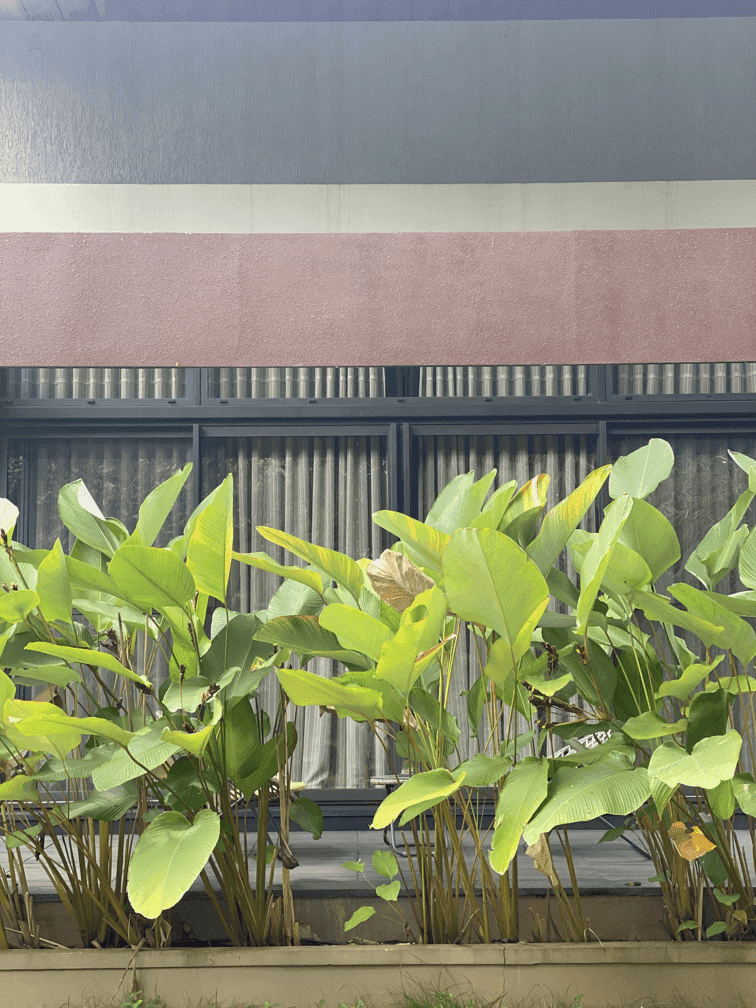 Silin Thamarassery gallery 13